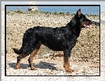 Owczarek francuski Beauceron, kamienie